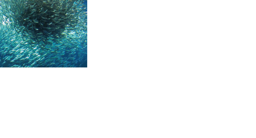 Sardines