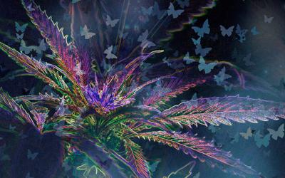MMJ_Buderflys
