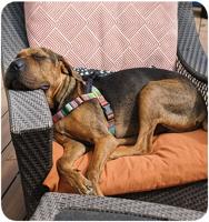 The Pet Issue 2022