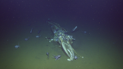 Octopus eating whale fall