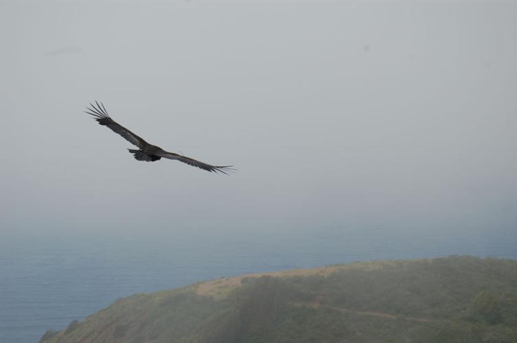 condor heads north