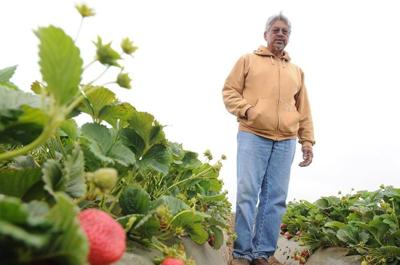 California Regulators Tighten Restrictions on Strawberry Fumigant; Activists Say New Rules Aren’t Enough.