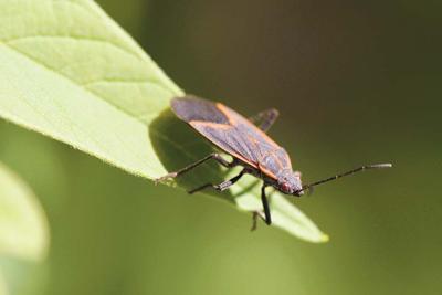 Bugging Out
