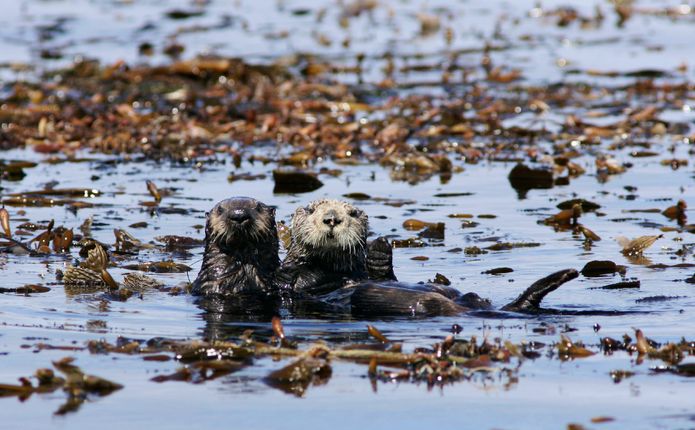 Mom and Pup
