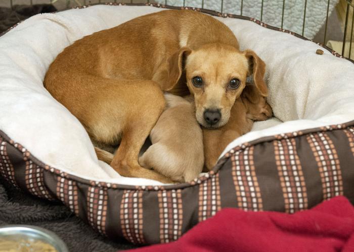 Rescued Puppies with Mama.JPG