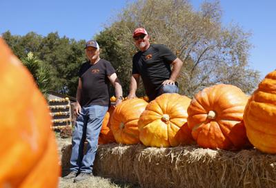 The Salinas pumpkin patch