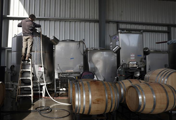 101722 Wine Harvest 01.jpg