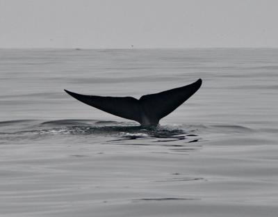 The tail of a blue whale