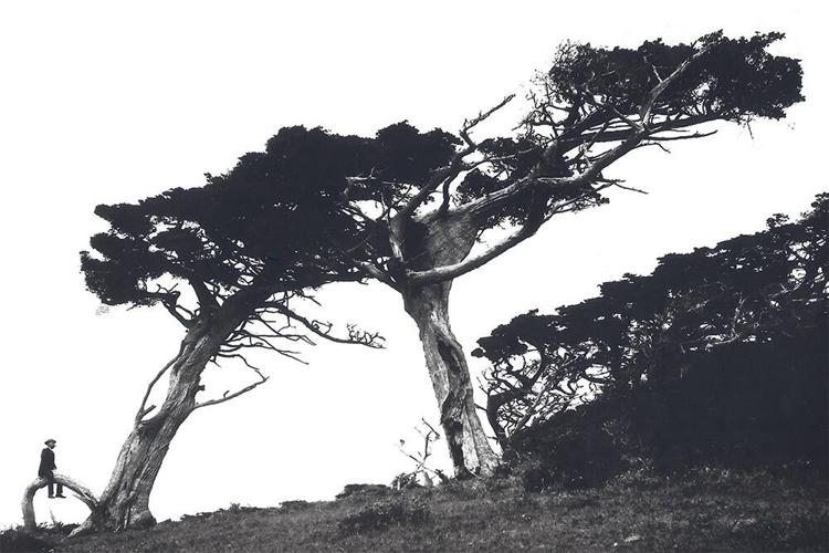 The Woods and The Pacific