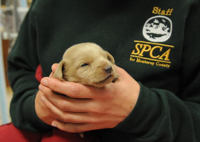 Rescued Puppies.JPG
