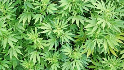 MMJ_Leaves