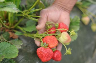 Strawberry
