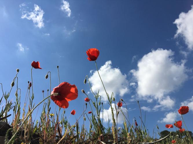 Poppy Up