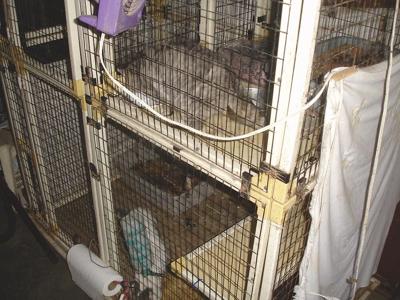 Open Cage