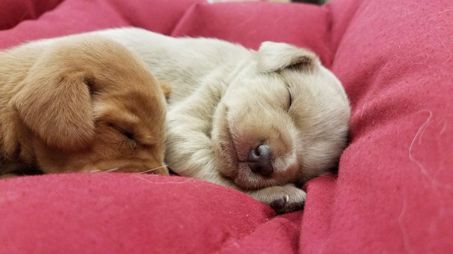 Sleeping Puppies.jpg