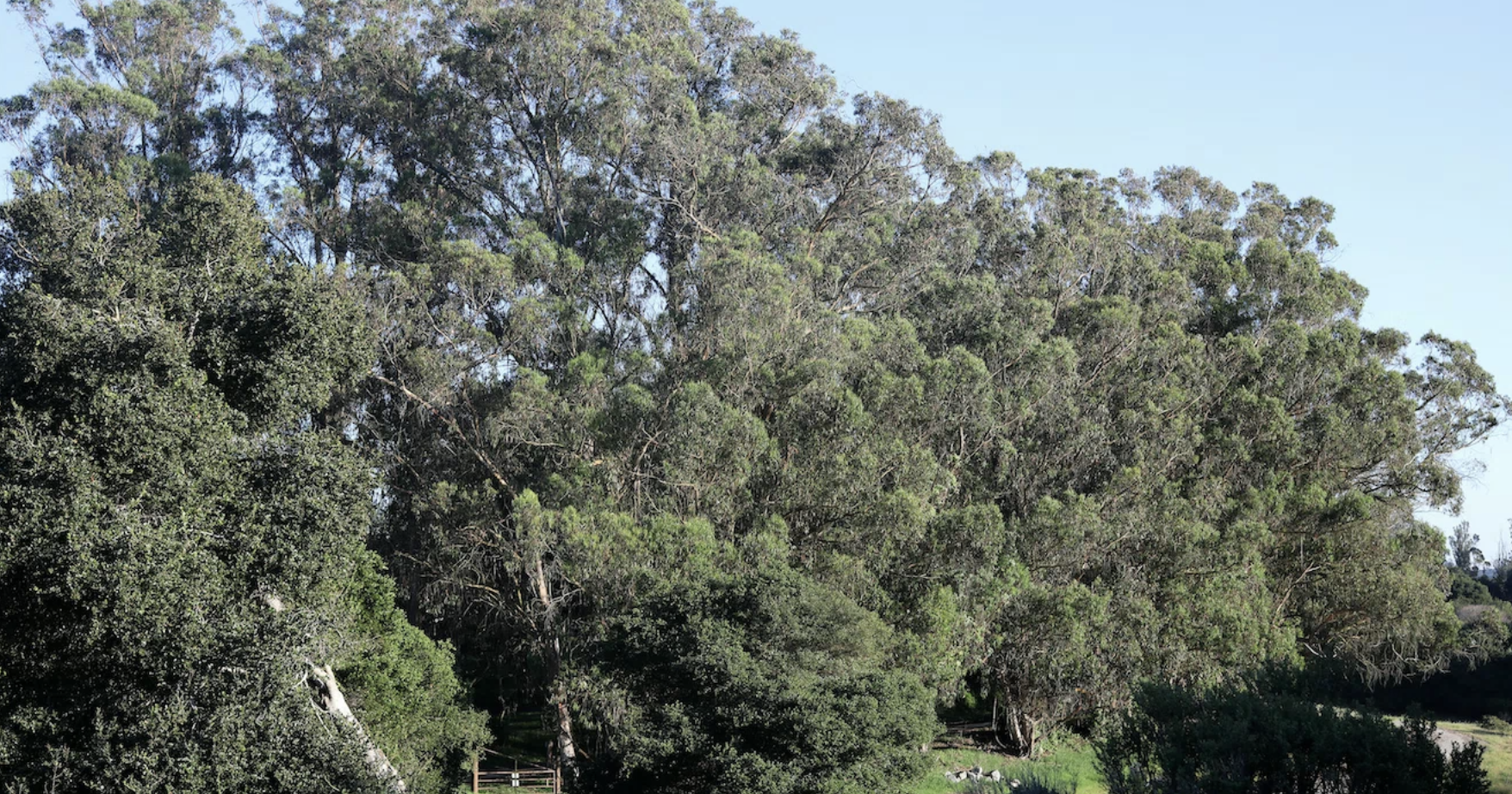 Supervisors approve pilot project to fund eucalyptus tree removal in North County. - Vimarsana News