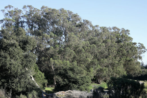 Image for display with article titled Supervisors Approve Pilot Project to Fund Eucalyptus Tree Removal in North County.