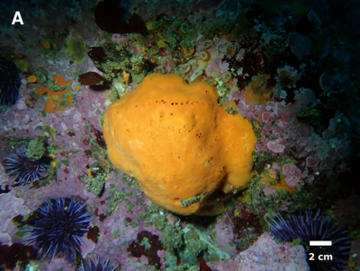 new sponge!
