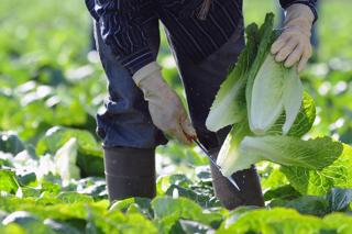 Cyclospora test was a ‘false positive,’ FDA says, but investigation continues to focus on Taylor Farms.