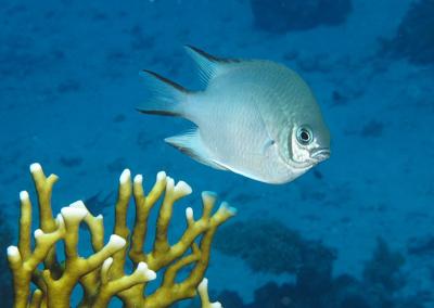 Pale damselfish