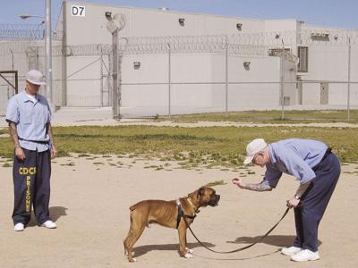 Doggie Prison