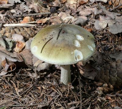 Death cap