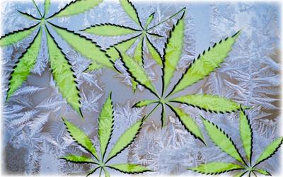 MMJ_Frosty