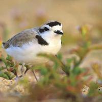 Fort Ord Rabbits Habitat Conservation Plan for Fort Ord now open for public comment ...