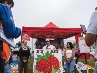 Debate over strawberry safety grows amid viral videos and pesticide reports.