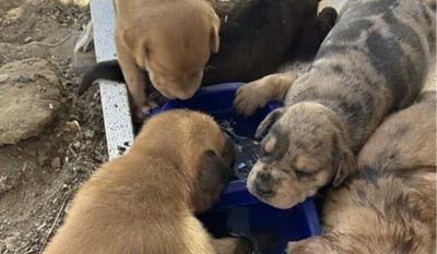 Puppy facebook post