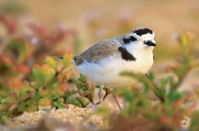 Dune Birdies