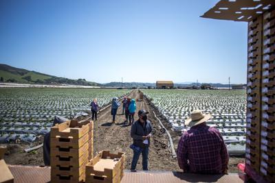 Watsonville strawberries