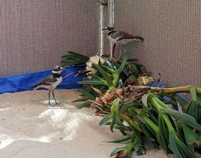 Two young killdeer