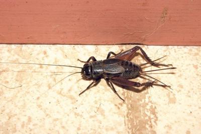 Entomophagy – eating insects – should be haute cuisine for m