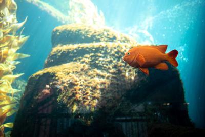 Monterey Bay Aquarium ReOpening Media Tour (copy)