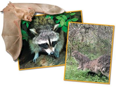 The Animal Issue