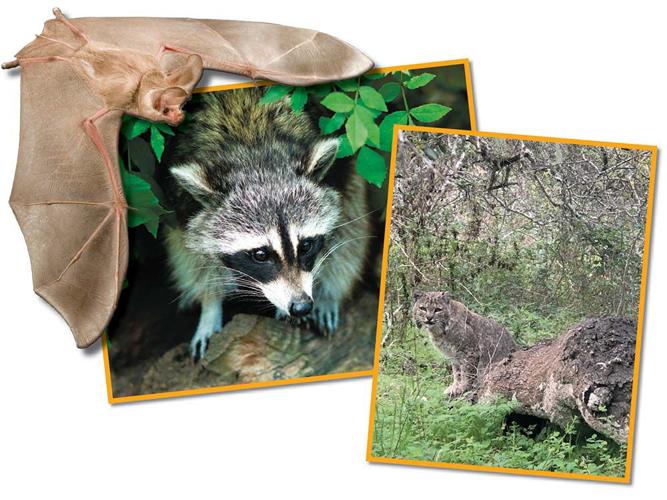 The Animal Issue