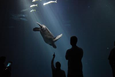 Aquarium