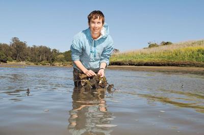 Elkhorn Slough researchers experiment with oyster condos to restore native species.  