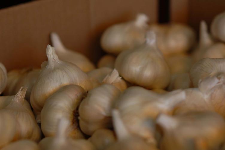 OG Garlic