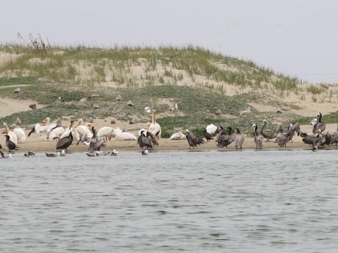 Shorebirds at river's end.
