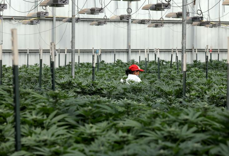 092121 Cannabis 04.jpg