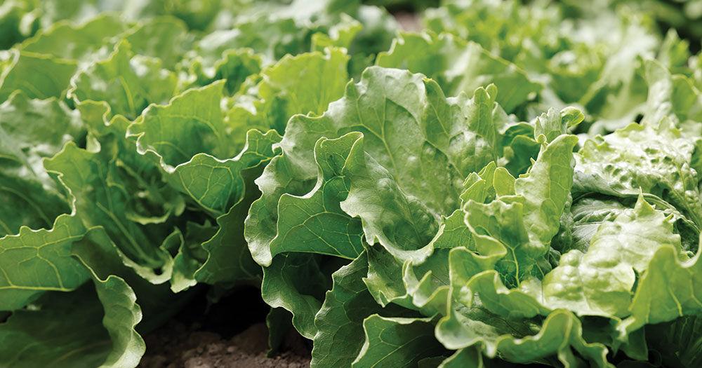 An Arizona grower wins a long legal battle with Salinas distributor over 2018 E. coli outbreak.