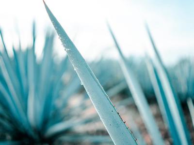 •Morsels-agave