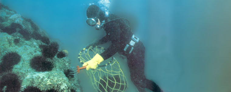 An author shares a stash of stories netted from years hunting the spiny sea creatures.  