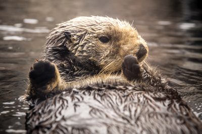 Rosa sea otter