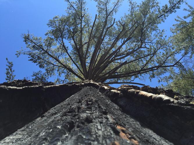 burnt bark .JPG