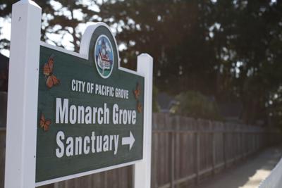 P.G. Monarch Butterfly Sanctuary
