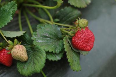 berry farm