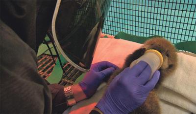 Saving Otter 501